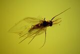 Two Fossil Flies (Diptera) In Baltic Amber - Jewelry Quality #128351-2